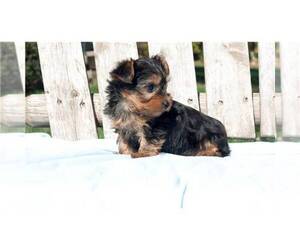 Yorkshire Terrier Dogs for adoption in SAN ANGELO, TX, USA