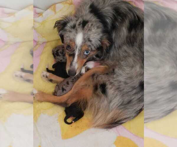 Medium Photo #1 Australian Shepherd Puppy For Sale in STAFFORD, VA, USA