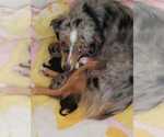 Small Photo #1 Australian Shepherd Puppy For Sale in STAFFORD, VA, USA