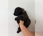 Small Photo #4 Bernedoodle Puppy For Sale in MOULTON, AL, USA