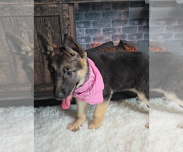 Medium Photo #5 German Shepherd Dog Puppy For Sale in JASONVILLE, IN, USA