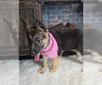 Small Photo #5 German Shepherd Dog Puppy For Sale in JASONVILLE, IN, USA
