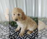 Small Photo #1 Goldendoodle Puppy For Sale in CANON CITY, CO, USA