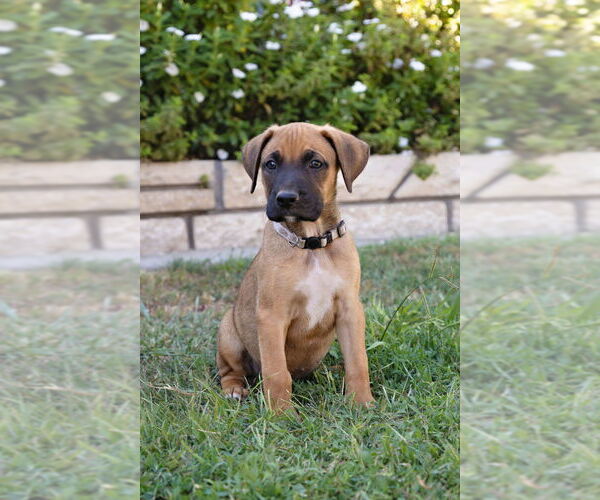 Medium Photo #1 Boxer Puppy For Sale in Dana Point, CA, USA