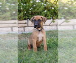 Small Boxer
