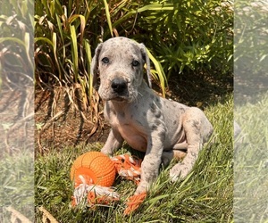 Great Dane Puppy for sale in MIDDLEBURY, IN, USA
