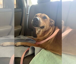 Mutt Dog for Adoption in Bolivar, Missouri USA