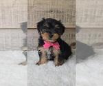 Small Yorkshire Terrier