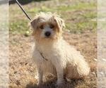 Small #3 Lhasa Apso-Rat Terrier Mix