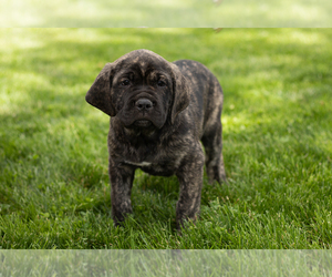 Cane Corso Puppy for Sale in BOURBON, Indiana USA