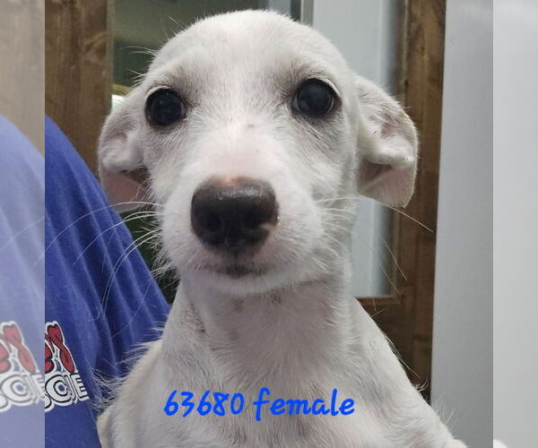 Medium Photo #1 Mutt Puppy For Sale in Chico, CA, USA