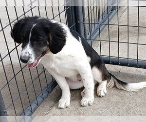 Aussiedor Dogs for adoption in Ames, IA, USA