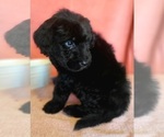 Small Photo #17 Bernedoodle Puppy For Sale in COOLIDGE, AZ, USA