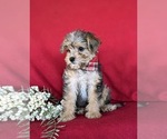 Small #2 Poodle (Miniature)-Shorkie Tzu Mix