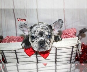 French Bulldog Puppy for sale in FREDERICKSBURG, OH, USA