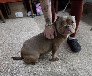 Staffordshire Bull Terrier Dogs for adoption in Martinsburg, WV, USA