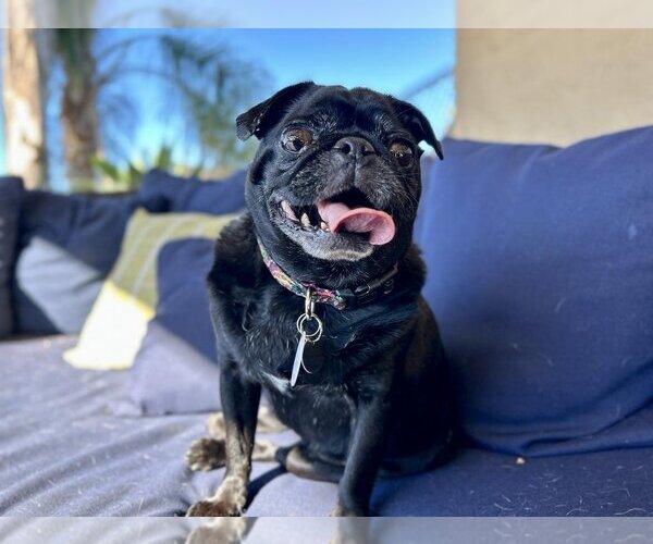 Medium Photo #6 Pug Puppy For Sale in  Ramona, CA, USA