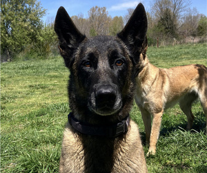 Father of the Belgian Malinois puppies born on 05/11/2026