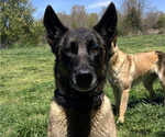 Small Photo #1 Belgian Malinois Puppy For Sale in THAYER, MO, USA