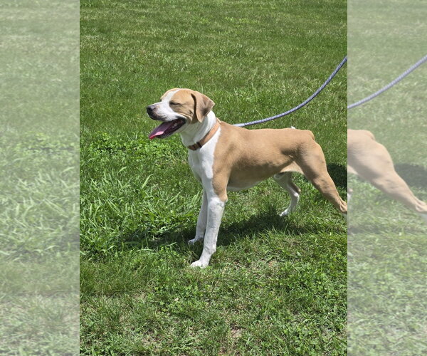 Medium Photo #6 Boxer-Unknown Mix Puppy For Sale in Rustburg, VA, USA