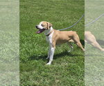 Small #5 Boxer Mix