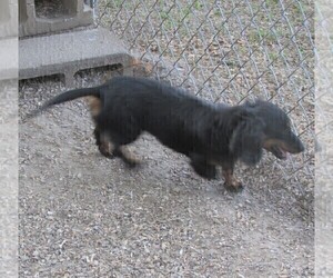 Mother of the Dachshund puppies born on 03/25/2025