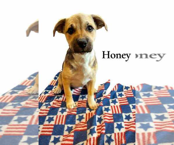 Medium Photo #2 Labrador Retriever-Unknown Mix Puppy For Sale in New York, NY, USA
