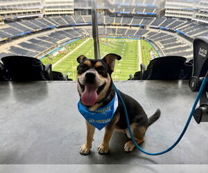 Rottweiler-Unknown Mix Dogs for adoption in Pasadena, CA, USA