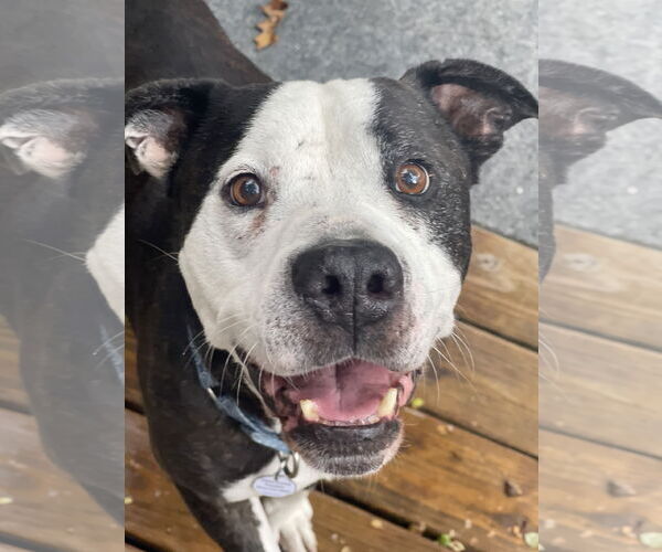 Medium Photo #3 Mutt Puppy For Sale in Mount Laurel, NJ, USA