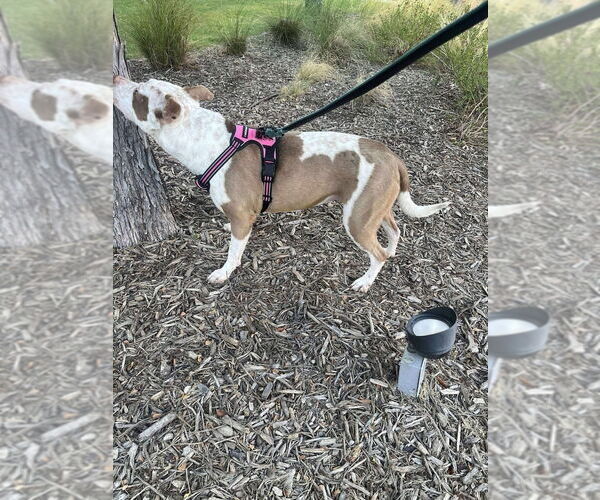 Medium Photo #2 Staffordshire Bull Terrier Puppy For Sale in FRAMINGHAM, MA, USA