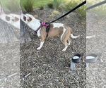 Small #1 Staffordshire Bull Terrier