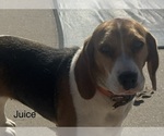 Small Photo #1 Beagle Puppy For Sale in FORDLAND, MO, USA