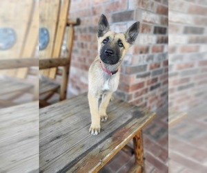 Belgian Malinois Puppy for sale in BAYTOWN, TX, USA