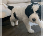 Small Photo #12 Goldendoodle Puppy For Sale in LOTHIAN, MD, USA