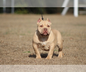 American Bully Puppy for sale in GREENSBORO, NC, USA