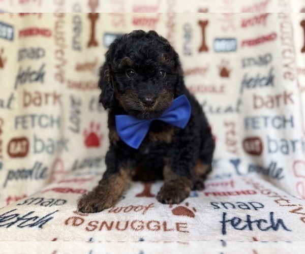 Medium Photo #6 Cockapoo (Miniature) Puppy For Sale in LAKELAND, FL, USA