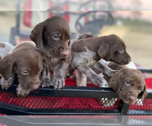German Shorthaired Pointer Puppy for sale in DUNN, NC, USA
