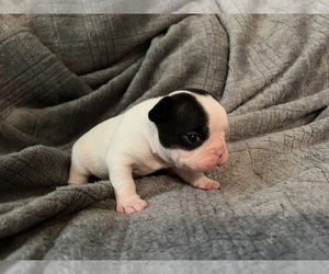 French Bulldog Puppy for sale in ELSMERE, KY, USA