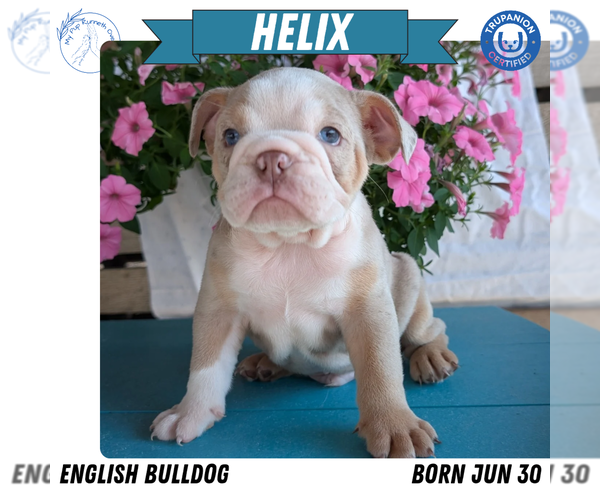 Medium Photo #12 English Bulldog Puppy For Sale in GOSHEN, IN, USA