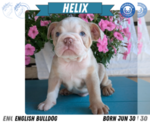 Small #11 English Bulldog