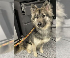 Gerberian Shepsky Dogs for adoption in Westminster, MD, USA