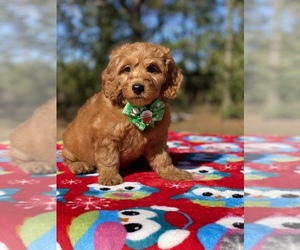 Goldendoodle Puppy for sale in FROSTPROOF, FL, USA