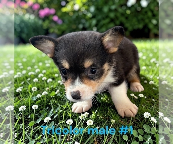 Medium Photo #1 Pembroke Welsh Corgi Puppy For Sale in MONTPELIER, OH, USA