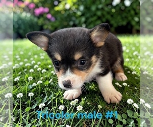 Pembroke Welsh Corgi Puppy for sale in MONTPELIER, OH, USA