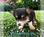Image preview for Ad Listing. Nickname: Litter of 7