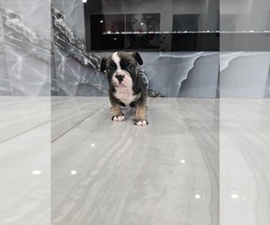 American Bully Puppy for sale in NORTH PORT, FL, USA