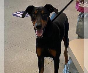 Doberman Pinscher Dogs for adoption in Rancho Cucamonga, CA, USA