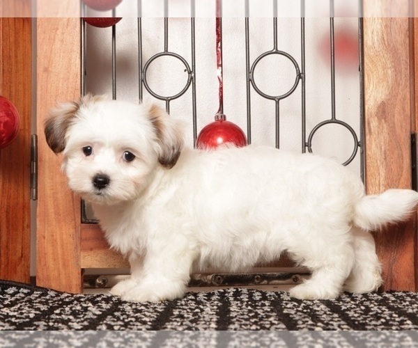 Medium Photo #2 Zuchon Puppy For Sale in NAPLES, FL, USA