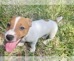 Small #28 Jack Russell Terrier