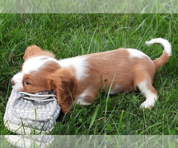 Medium Photo #8 Cavalier King Charles Spaniel Puppy For Sale in CARLISLE, KY, USA